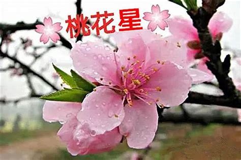 桃花旺|桃花极旺的八字